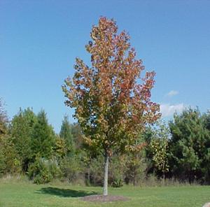 Fall Tree